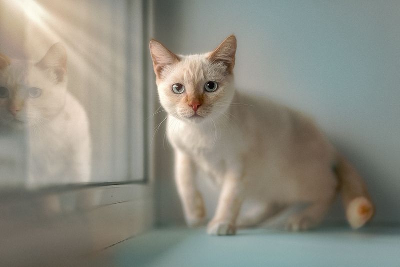 *** фото превью