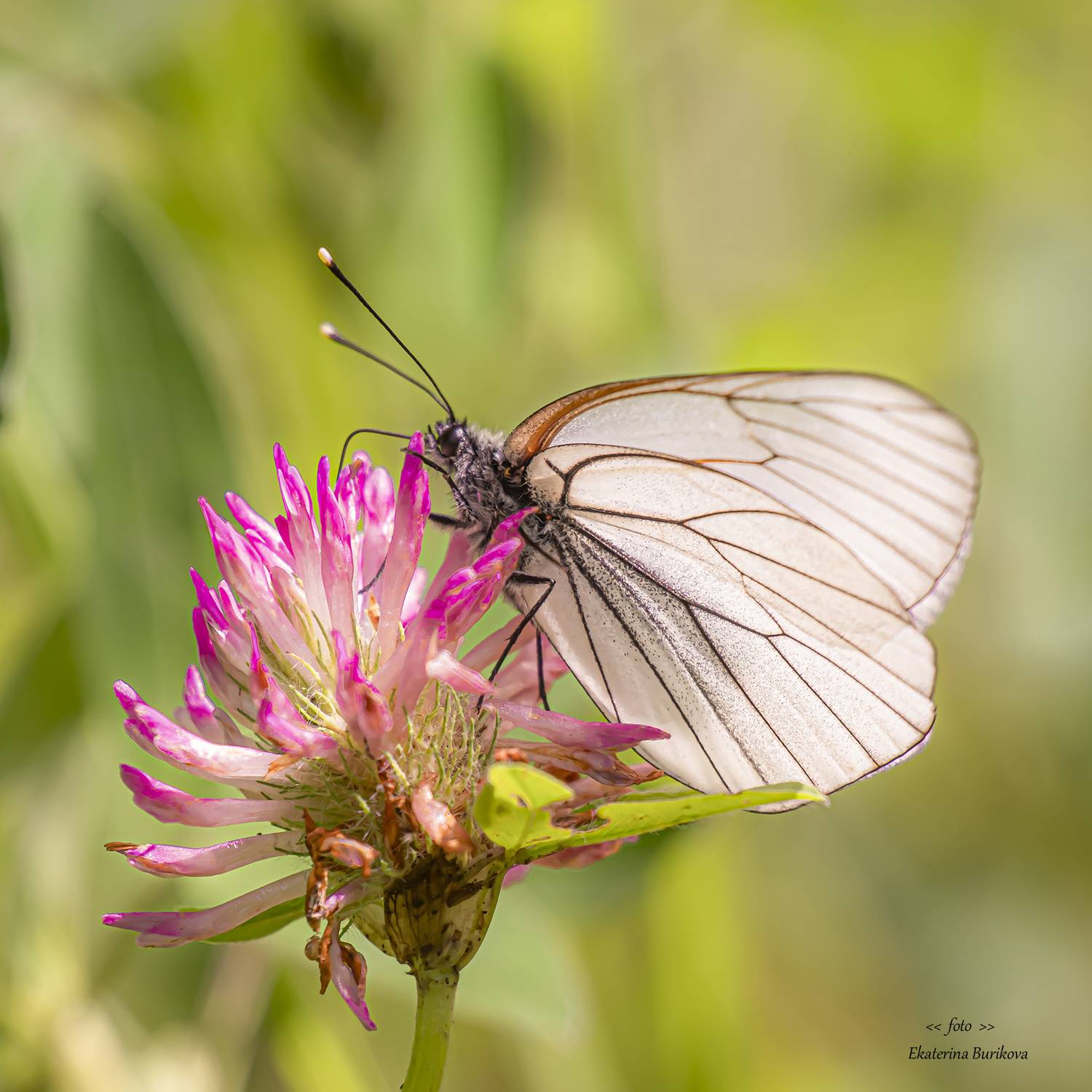 , Бурикова Екатерина