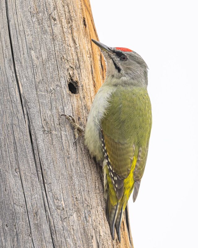дятел, седой дятел, птицы, алтай Седой дятел фото превью