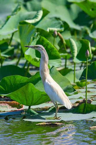 Жёлтая Цапля