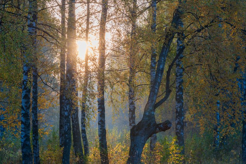 Осень в лесу фото превью
