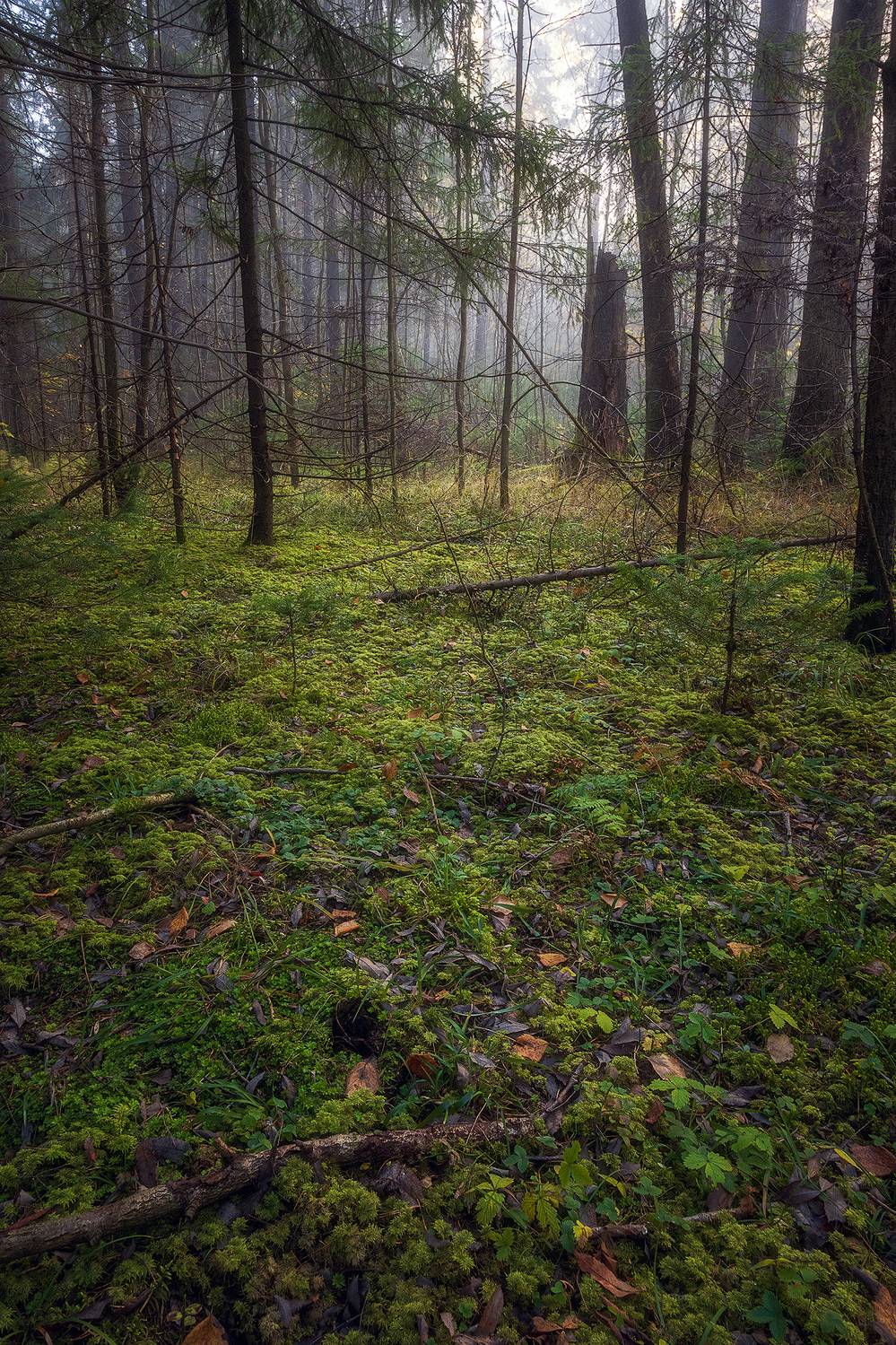 пермский край, пейзаж, рассвет, красота природы, поле, лес, туман, утро, осень, Кузнецов Кирилл