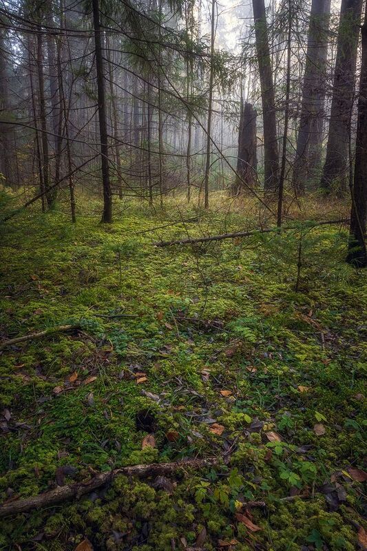 пермский край, пейзаж, рассвет, красота природы, поле, лес, туман, утро, осень Туманный лес фото превью