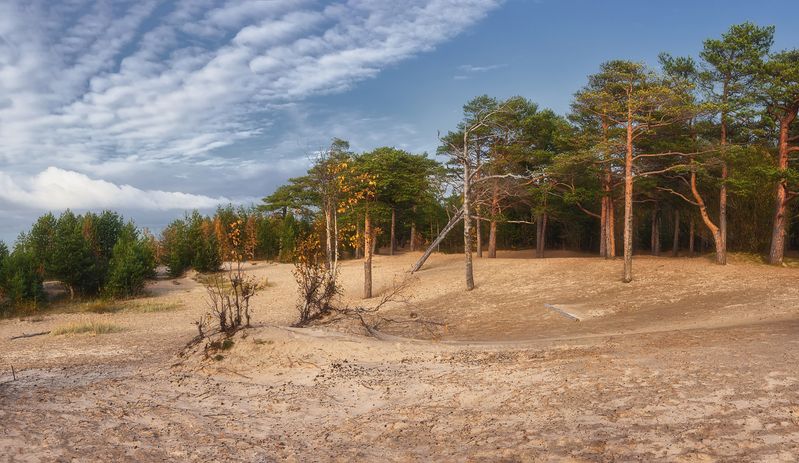 панорама, осень, сентябрь, лес, деревья, сосны, дюны, песок, небо, облака Прибрежный лес фото превью