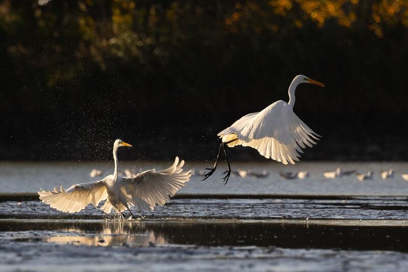 Duel фото превью