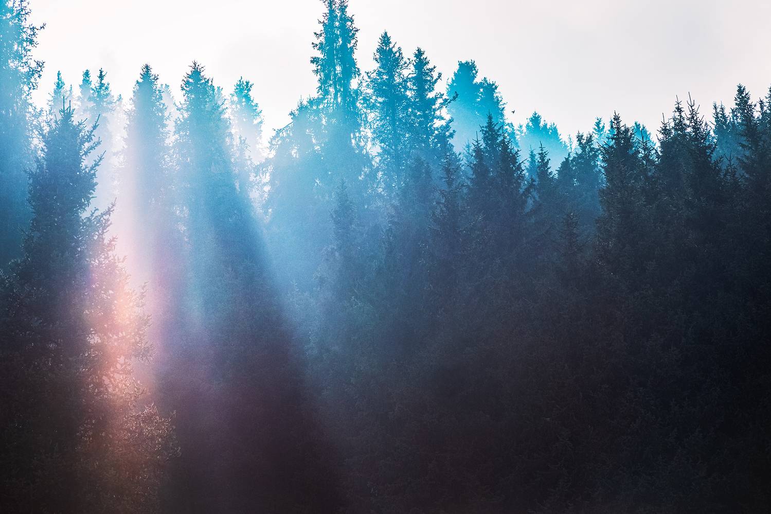 кыргызстан, шамшы, Элина Магалимова