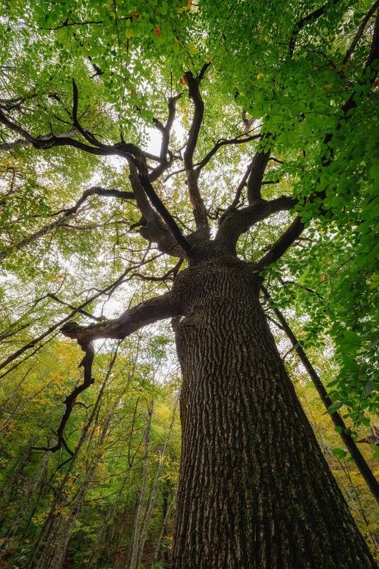 крым, водопады, черемисовка, осень, лес, река, природа Ущелье Кок-Асан, Черемисовские водопады, Крым фото превью
