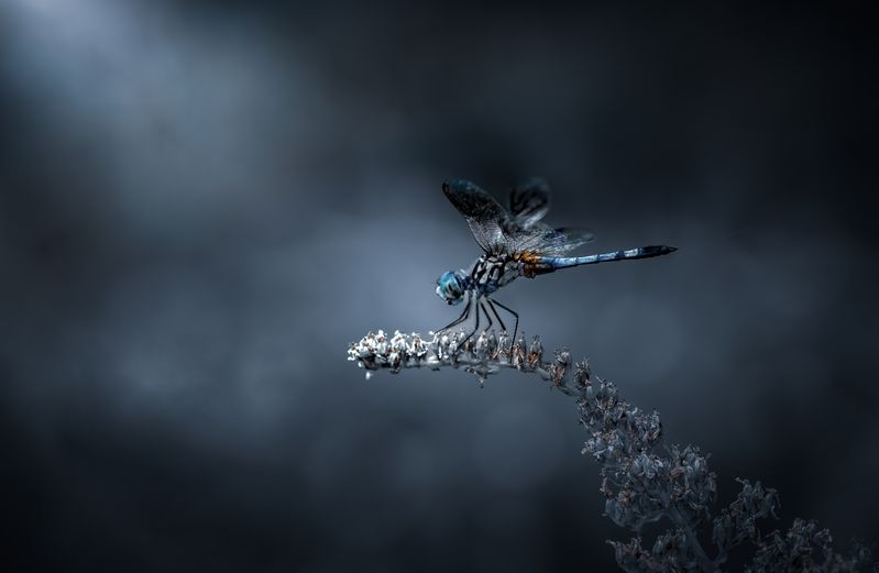 The edge of silence фото превью