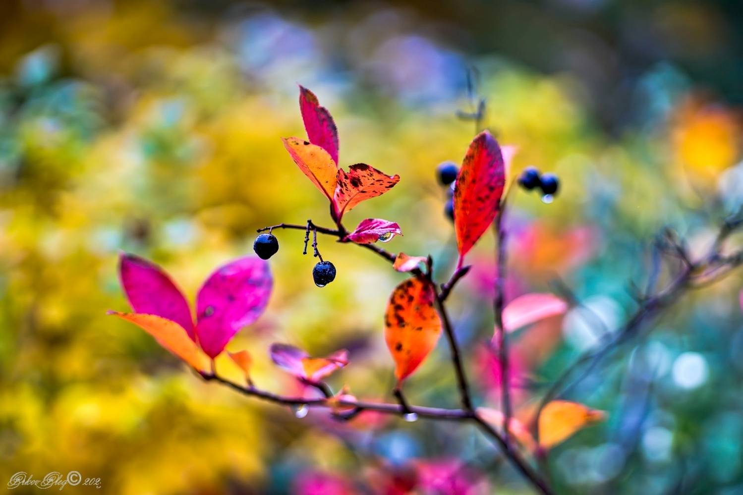 , Орлов Олег