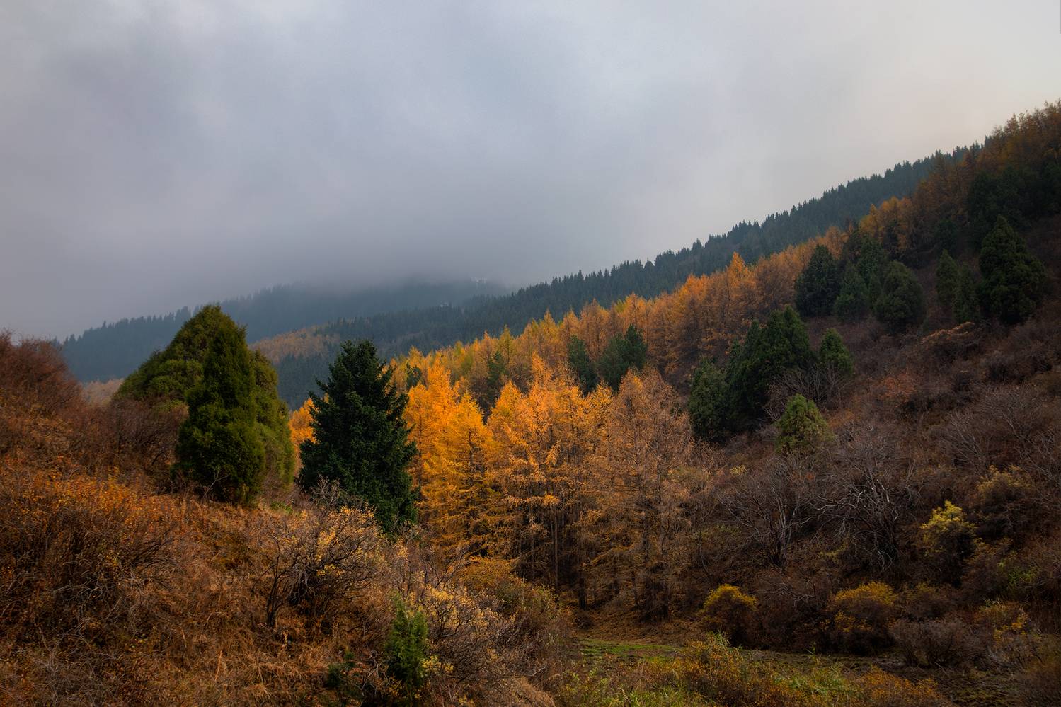 кыргызстан, шамшы, Элина Магалимова