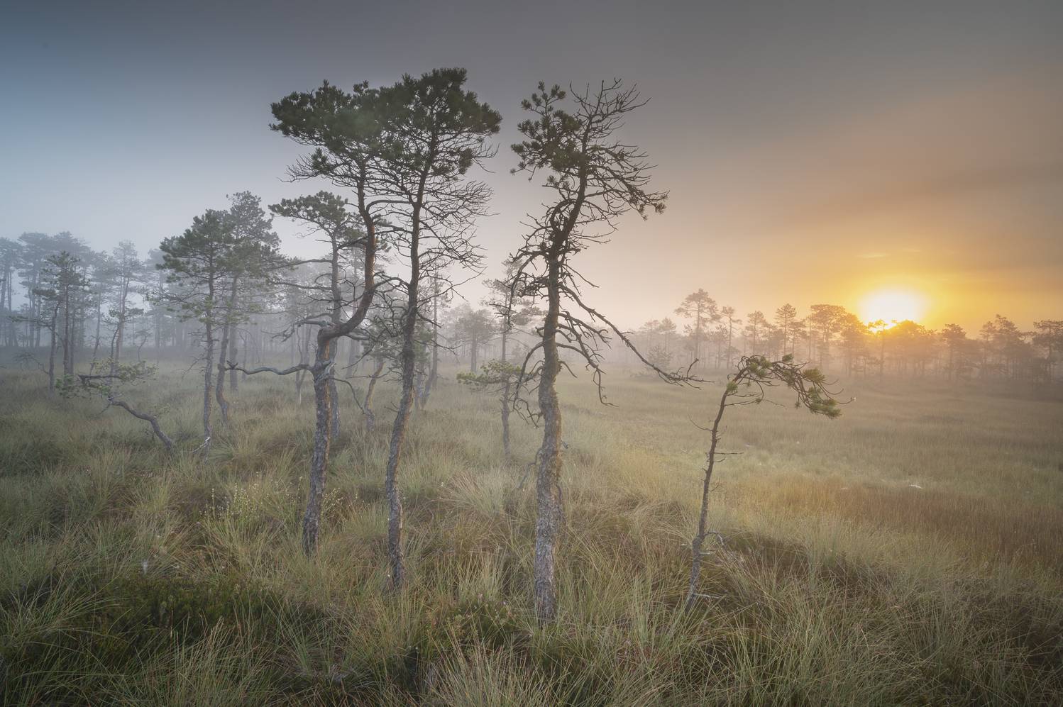 болота, Brouer Alexey