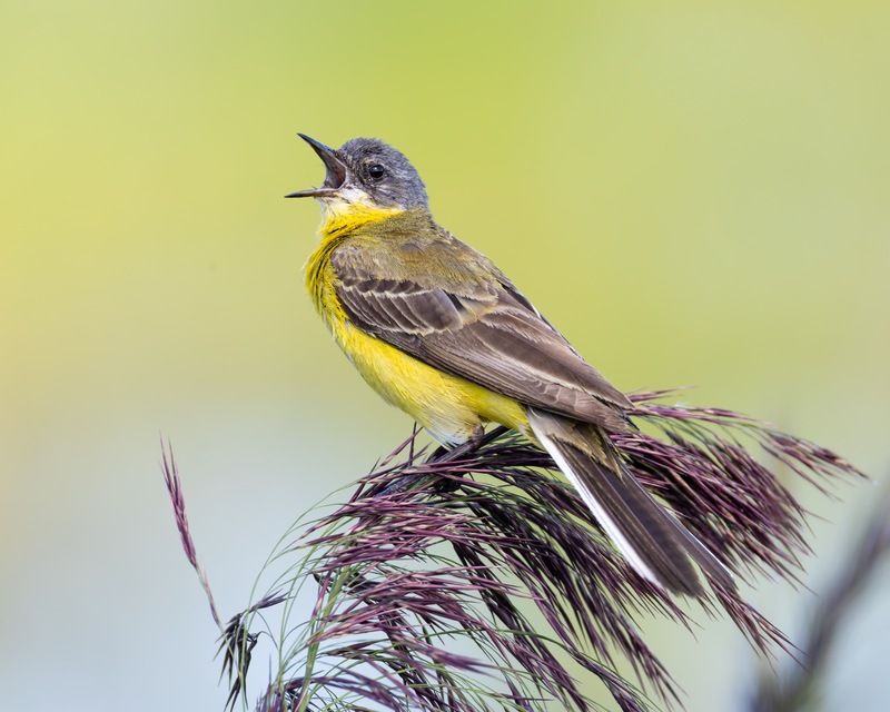 желтая трясогузка,трясогузка, птицы Желтая трясогузка фото превью