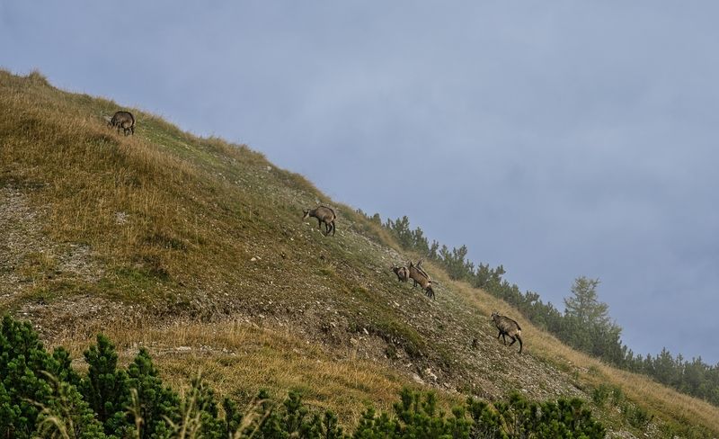 Пасущиеся серны фото превью