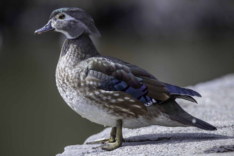 Wood duck фото превью