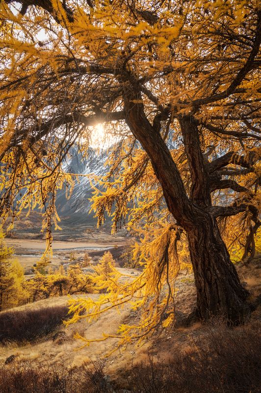 алтай, горный алтай, пейзажи алтая, кош-агачский район, золотая осень, горы, осенний алтай, лиственницы В тени великана фото превью