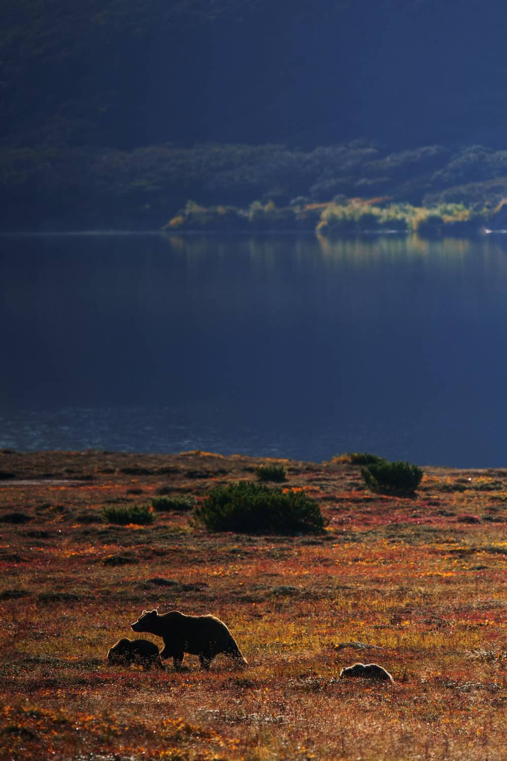 , Дарина Соболь