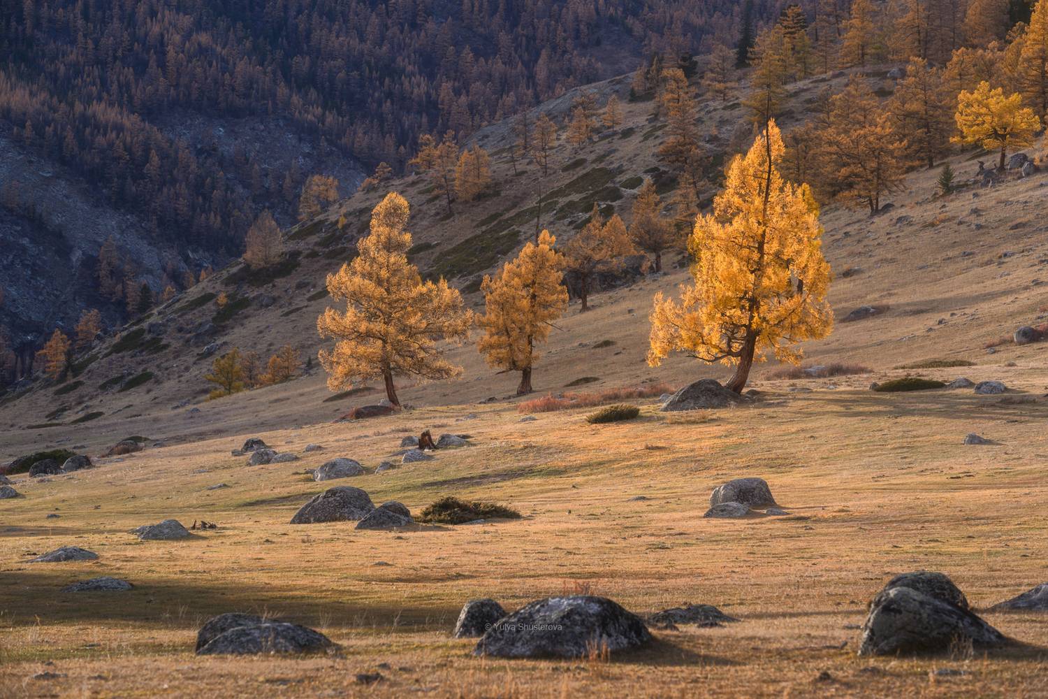 джазатор,горный алтай, Юлия Шустерова