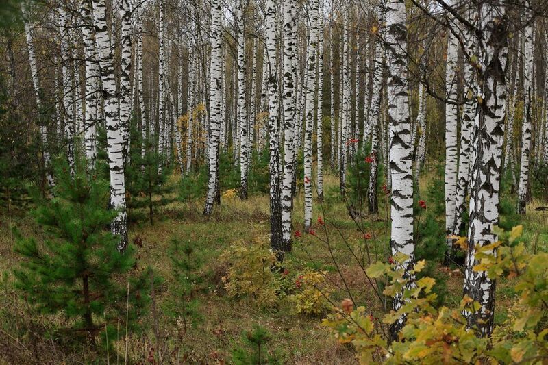 Берёзовая роща фото превью