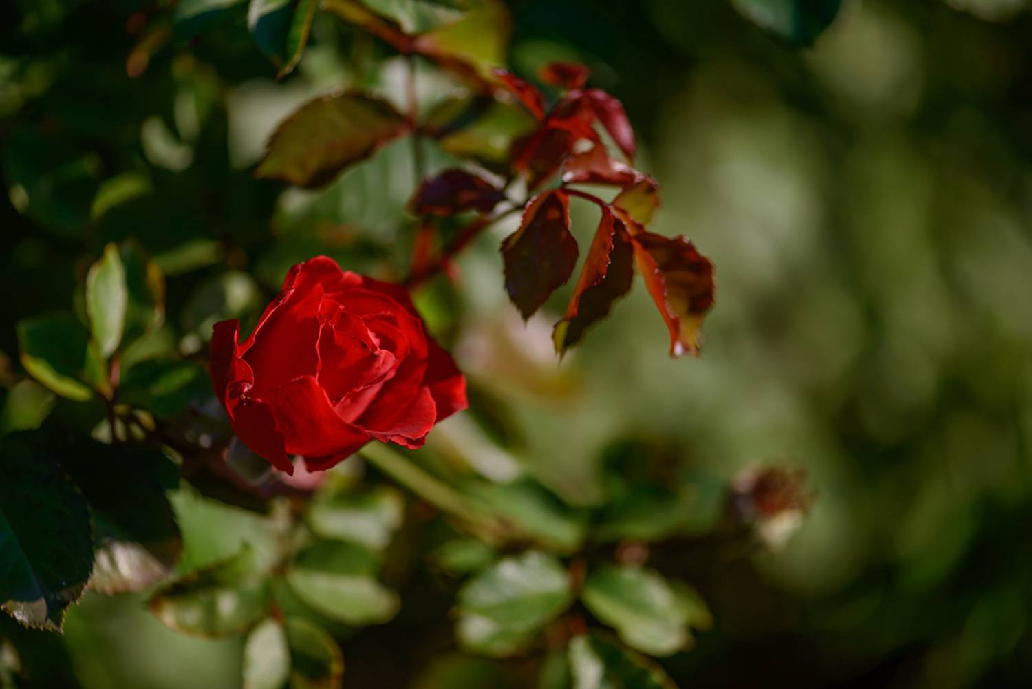 , Наиля Гарифуллина