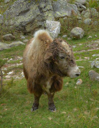 Теленок яка ,Кавказ