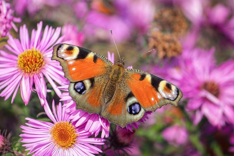 Дневной павлиний глаз фото превью