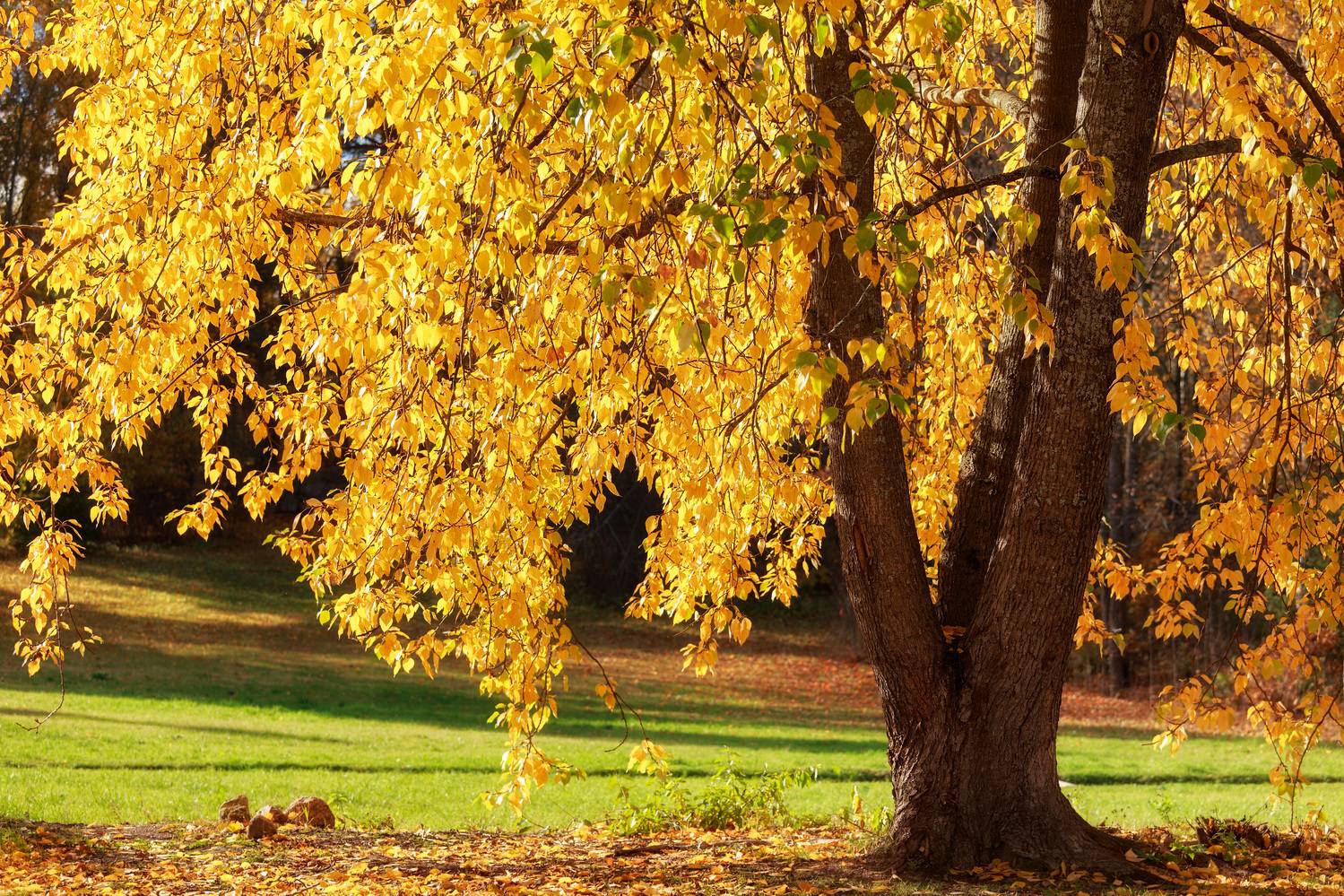 пейзаж, осень, солнце, листва, тепло, деревья, парк, подъем настроения, Максим Калашников