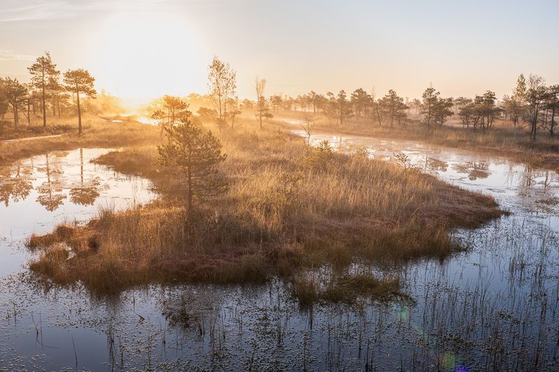Утро на болоте. Октябрь фото превью