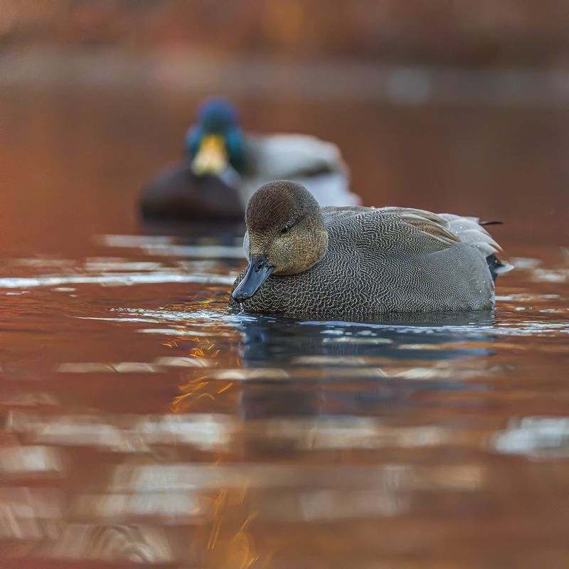 утка, серая утка, птицы, красная книга Вечерние блики фото превью