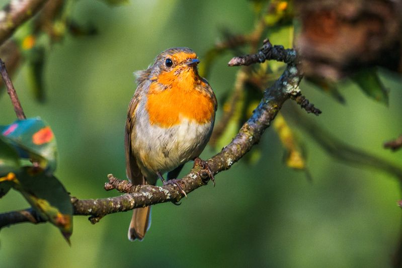 зарянка на посту фото превью