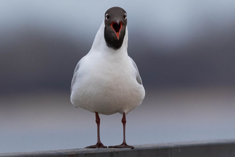 Озёрная чайка / Larus ridibundus / Black-headed gull фото превью
