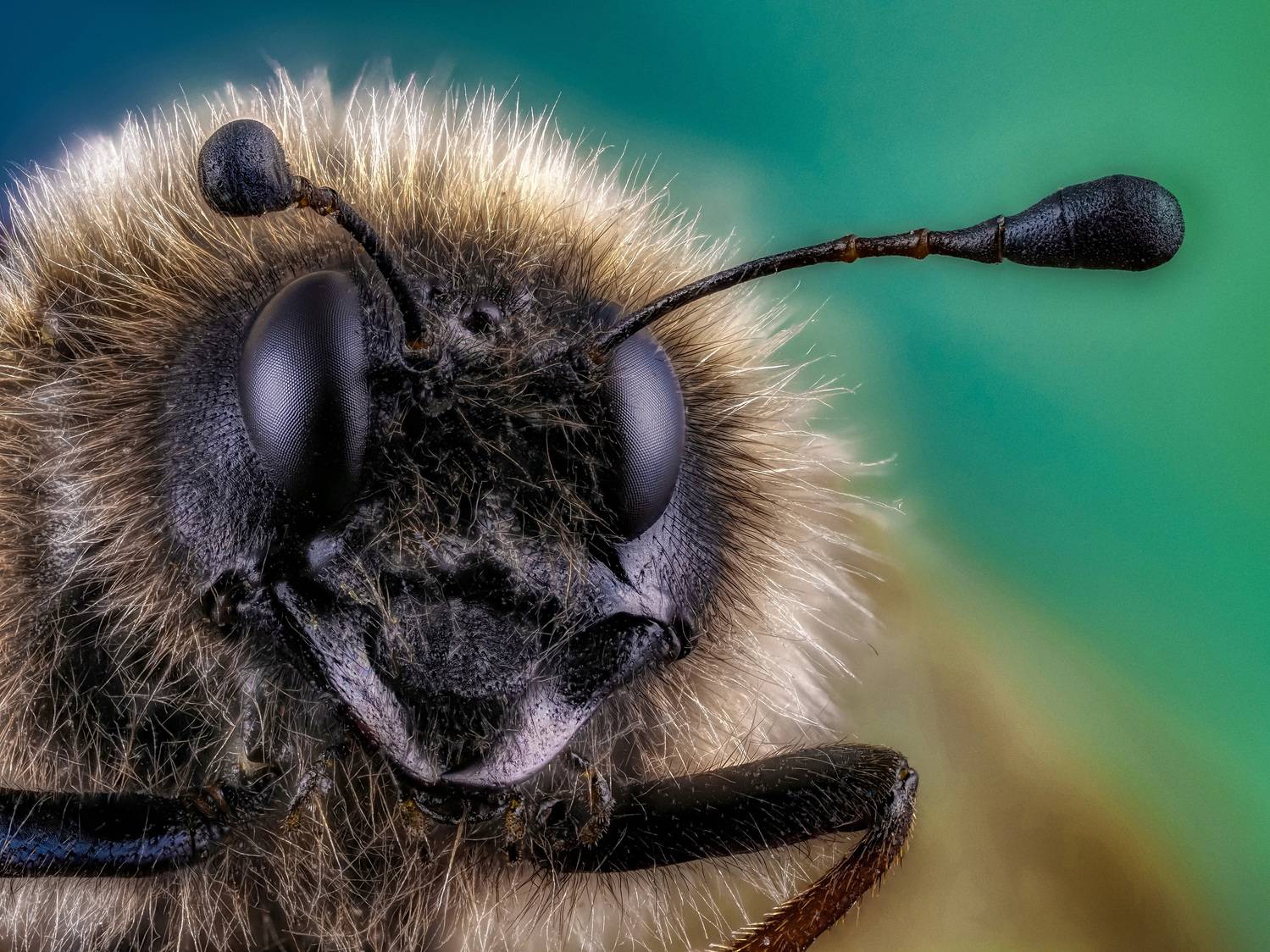 , Олег Савицкий