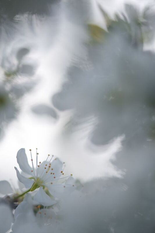 Терновник, цветы, боке, белый Лабиринт фото превью