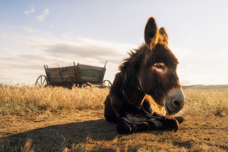осёл, повозка, закат, сельская жизнь, пастораль, степь, лето, деревня, золотой свет, поле, природа, покой, тёплый свет, сельский пейзаж, животные, ностальгия, атмосфера, сельское утро, одинокий, старина, документальная фотография, душевность, пастухи, кре Упрямство фото превью