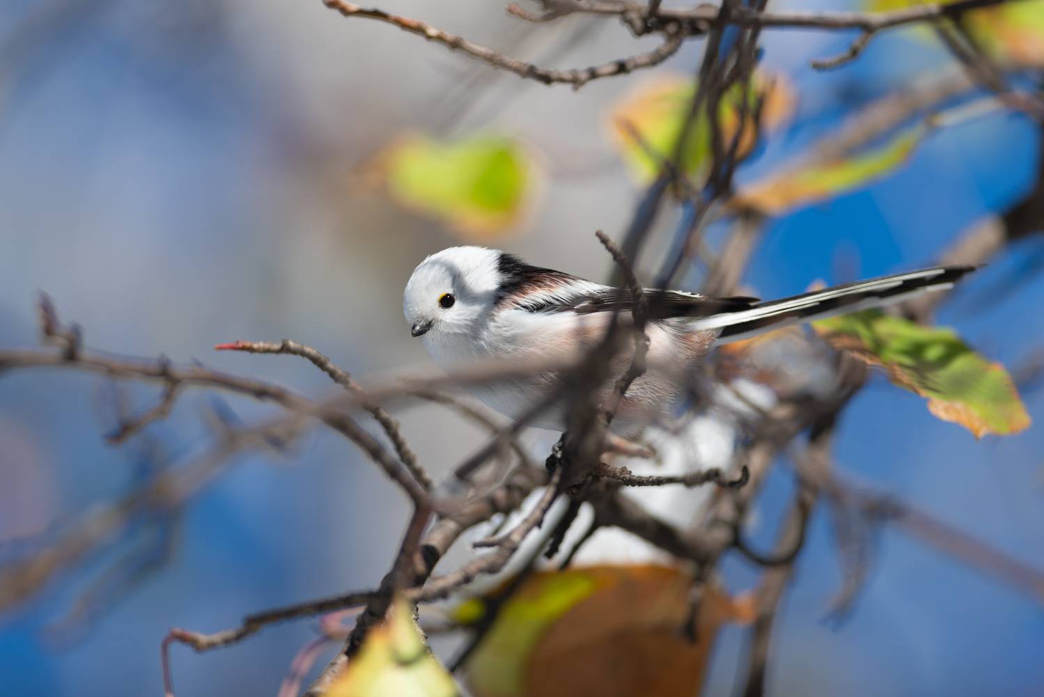 ополовник, длиннохвостая синица, синица длиннохвостая, птица, птицы, лес, природа, фотоохота, осень, октябрь, новосибирск, Воронов Денис