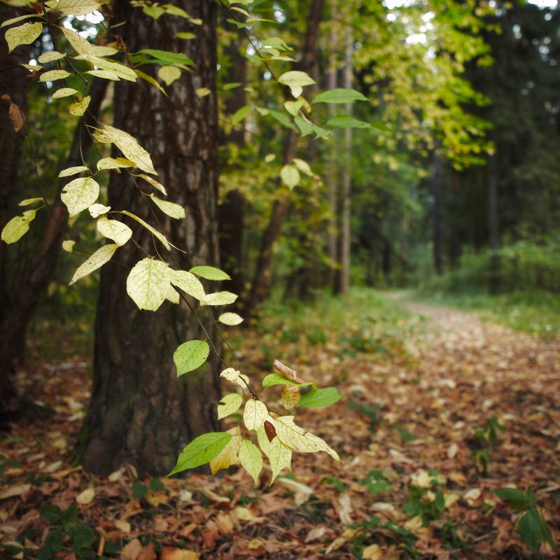 лес, деревья, листва, осень В осеннем лесу фото превью