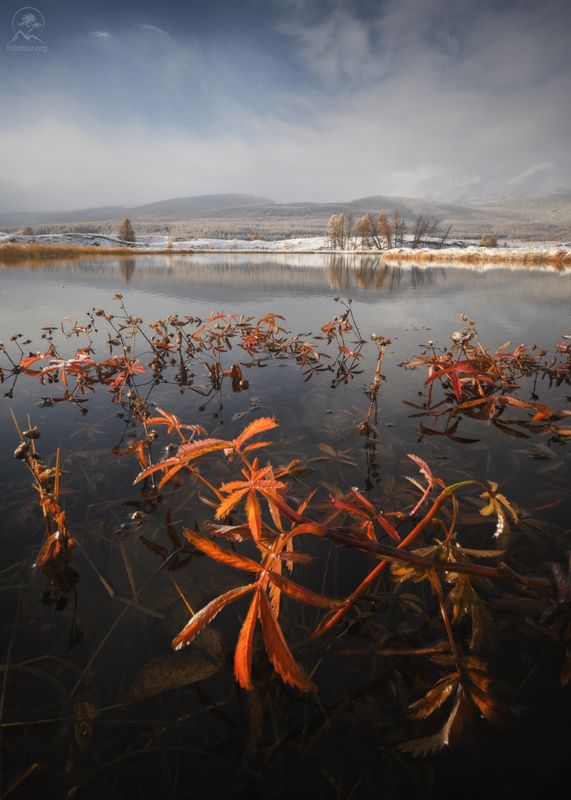 алтай, лиственницы, осень, горы, горный алтай, республика алтай, курай, фототур на алтай, осенний фототур на алтай На горном озере фото превью
