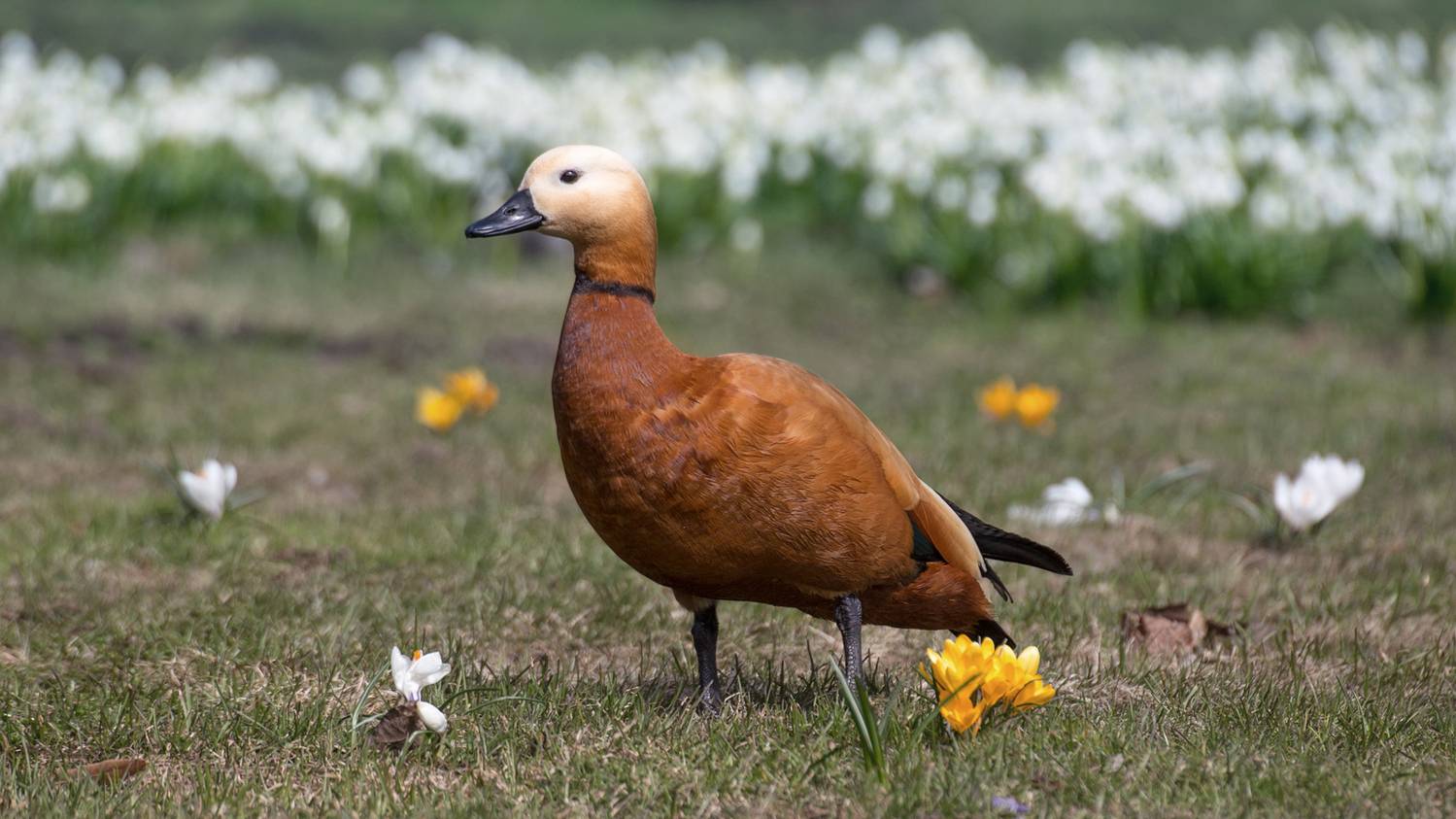 , Алексеев Сергей