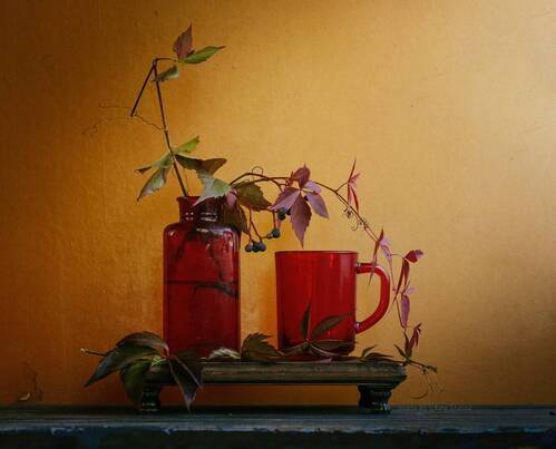 Осенний дикий виноград