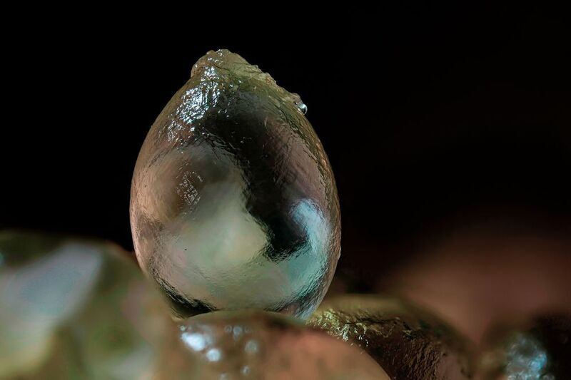 макросъёмка, макромир, макрофото, макросъемканасекомых, макро_насекомые, мирнасекомых, насекомые, жуки, бабочки, энтомология, природа, фауна, красотаприроды, фото_насекомых, фотоприроды, природавокруг, увеличение, ультрамакро, интересныенасекомые, подпри Яйца слизней фото превью