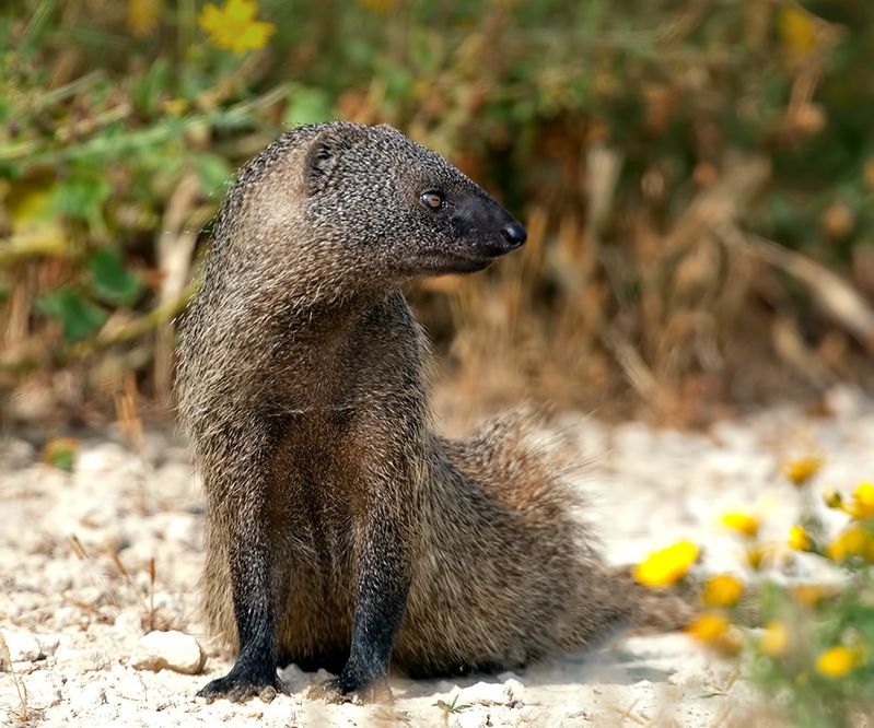 египетский мангуст, мангуст, дикие животные, animal, израиль, israel Египетский Мангуст -Egyptian mongoose фото превью
