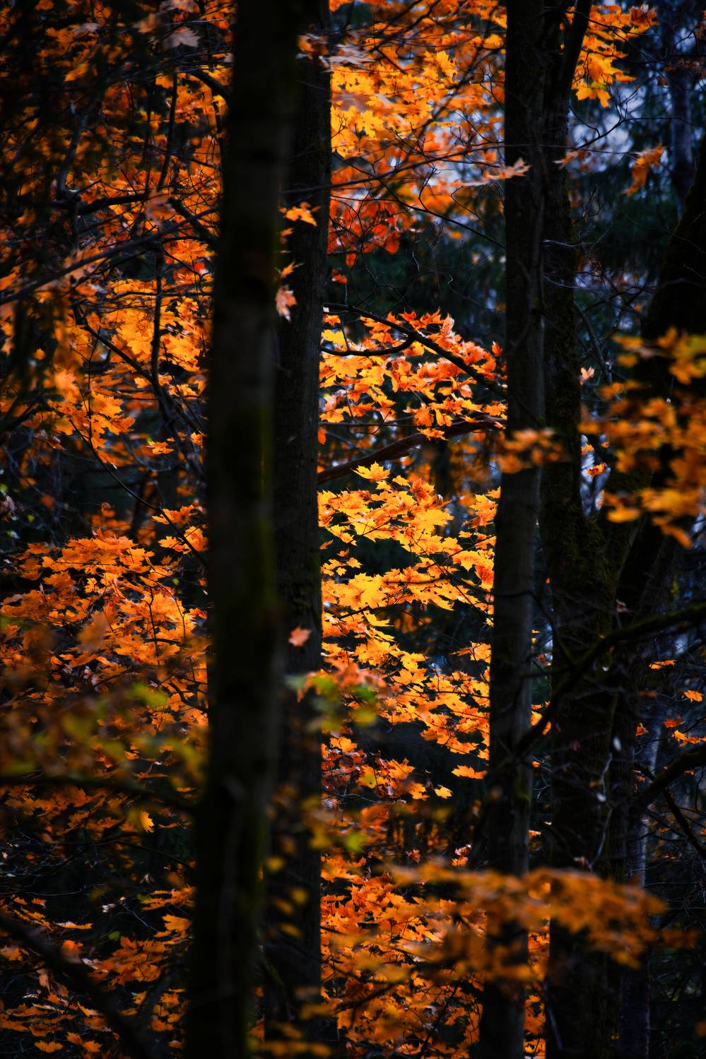 , Фото Александр