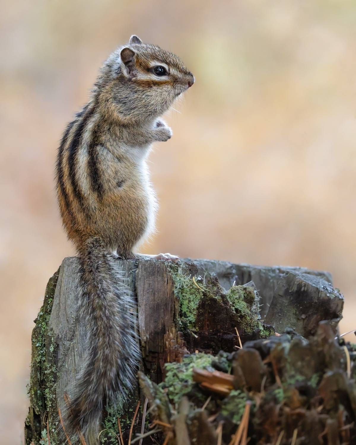 сибирский бурундук, бурундук, алтай, Ruslan Pl
