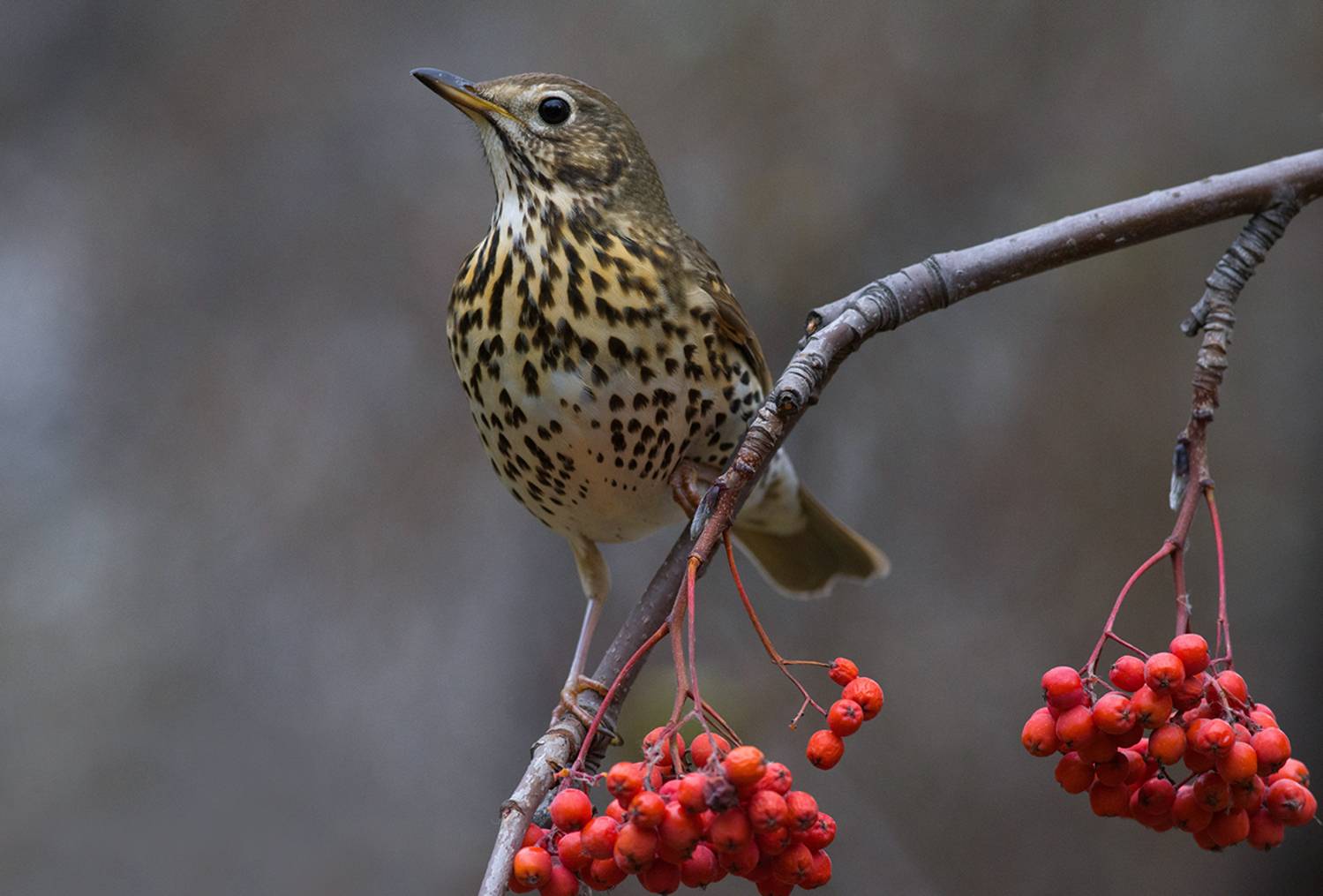 певчий дрозд,осень,октябрь,рябина, Иван