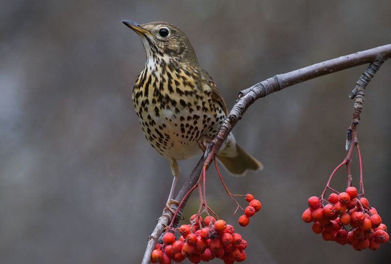 певчий дрозд,осень,октябрь,рябина Певчий дрозд осенью фото превью