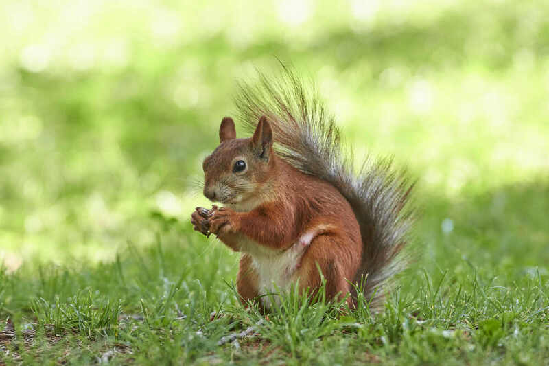белка, squirrel, Sciurus vulgaris, # фото превью