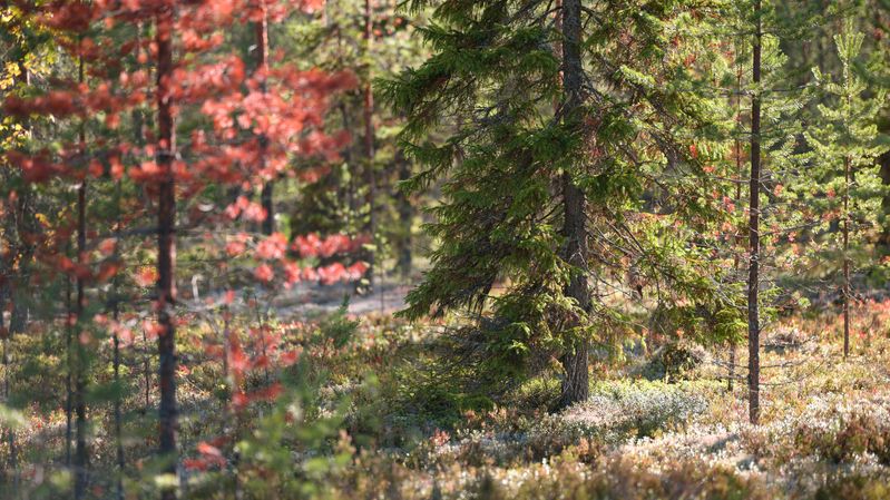 meadow, forest, autumn, tree, moss, sun, light, beauty, nature, landscape, season, morning, shadows *** фото превью
