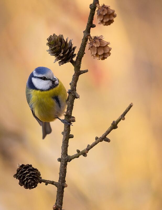 Titmouse фото превью