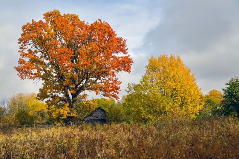осень, пейзаж, дом, деревья Осенние краски фото превью