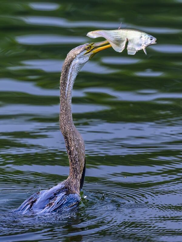 Змеешейка фото превью