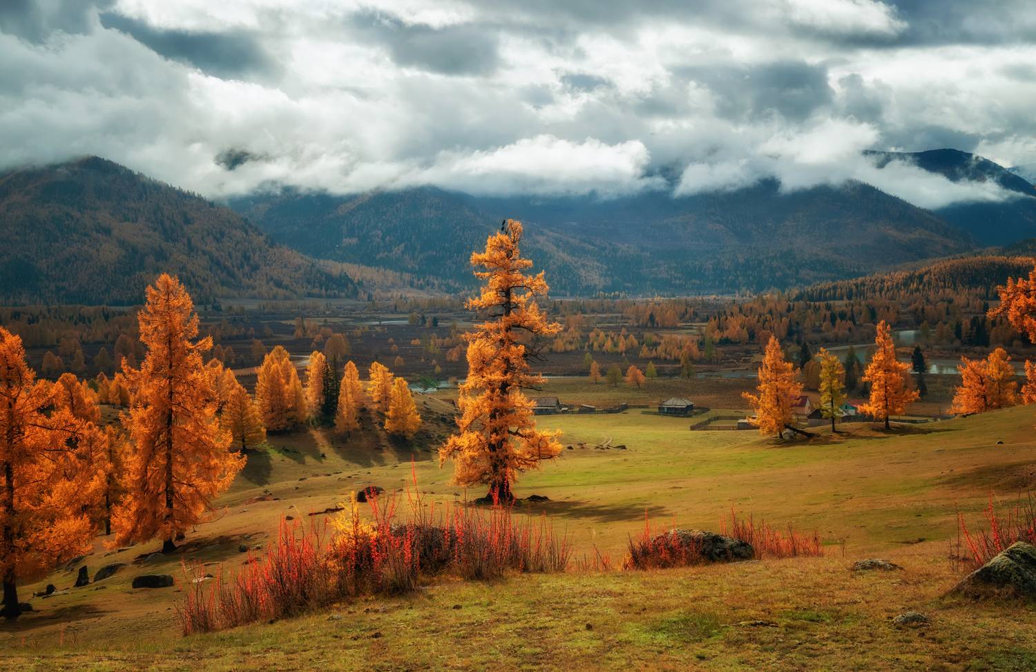 горный алтай, сентябрь, горка, лиственницы, слияние рек, аргут, джазатор, Lora Pavlova